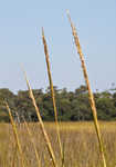 Smooth cordgrass